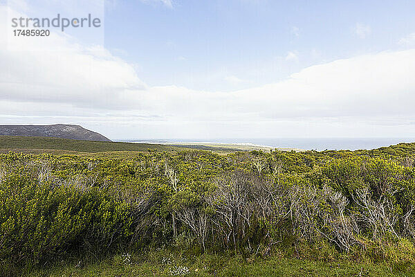 Groot Bos  Gansbaai  Westkap  Südafrika.