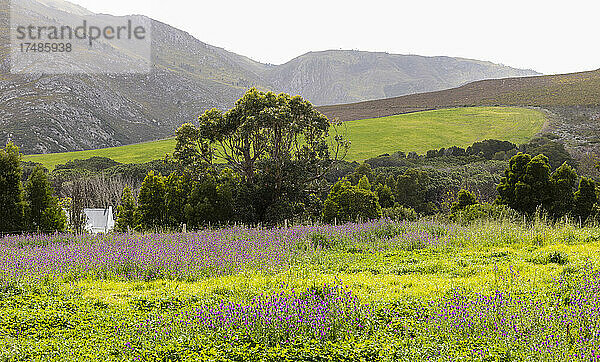 Landschaft  Stanford Valley Guest Farm  Stanford  Westkap  Südafrika.