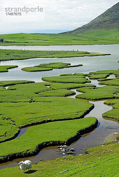 Schafe in einer grünen Gezeitenlandschaft  die von kleinen Bächen durchzogen wird  Isle of Harris  Hebriden