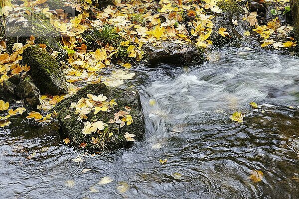 Fluss Ecker mit Herbstblättern im Eckertal  Nationalpark Harz  Harz  Niedersachsen  Deutschland  Europa