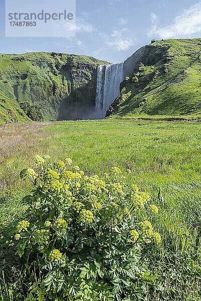 Wasserfall Skógafoss im Sommer bei schönem Wetter  Skogar  Sudurland  Südisland  Island  Europa