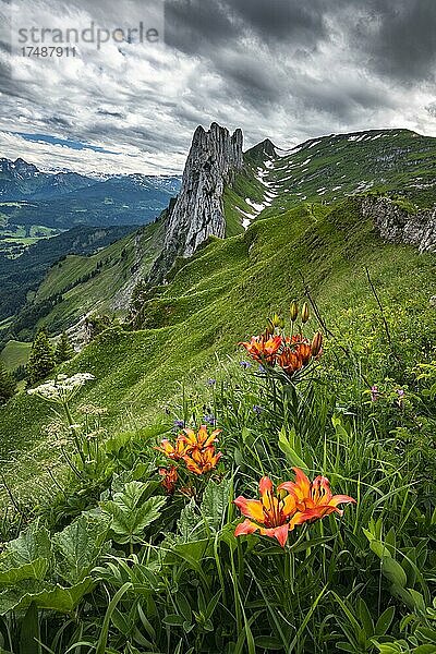 Feuerlilie (Lilium bulbiferum) vor Saxer Lücke  Alpstein  Appenzell  Schweiz  Europa
