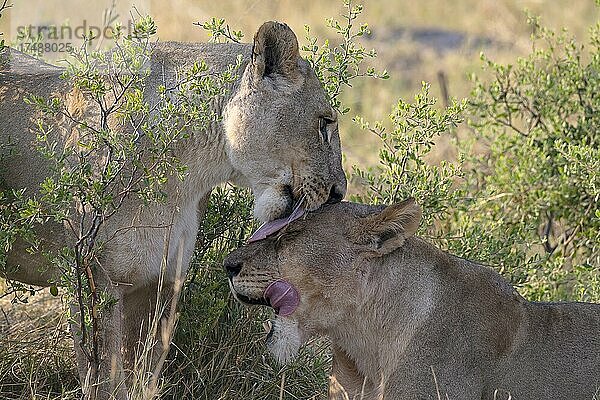 Löwe (Panthera leo)  Löwinnen bei Körperpflege  Moremi Game Reserve West  Okavango Delta  Botswana  Afrika