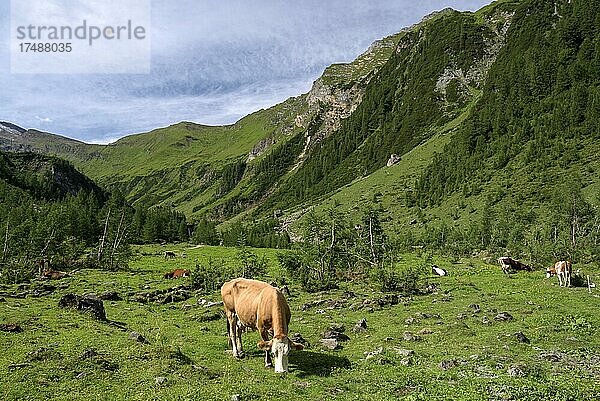 Krumltal  Kühe auf der Alm  Seitental vom Hüttwinkltal  Raurisertal  Pinzgau  Salzburger Land  Österreich  Europa