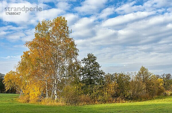 Herbstliche Landschaft im Norden von Berlin  Berlin  Deutschland  Europa