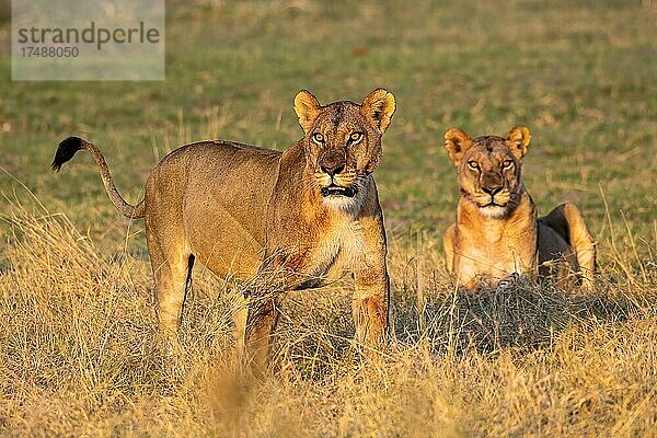 Löwe (Panthera leo)  Löwinnen  Moremi Game Reserve West  Okavango Delta  Botswana  Afrika