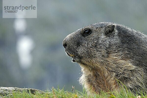 Murmeltier (Marmota marmota)  Portrait  Nationalpark Hohe Tauern  Kärnten  Österreich  Europa