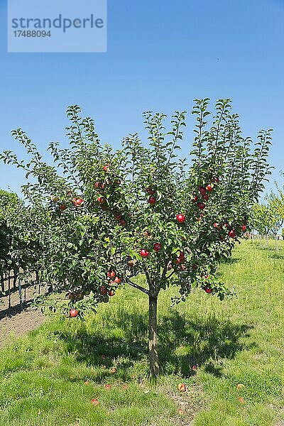 Apfelbaum mit roten Äpfeln  Bukovany  Kyjov  Südmährische Region  Tschechien  Europa