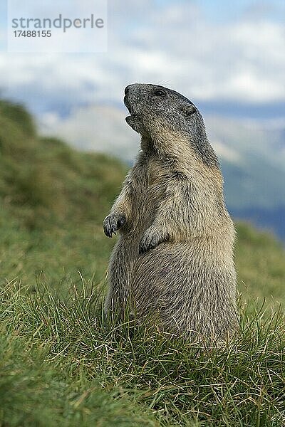 Murmeltier (Marmota marmota)  aufrecht  aufmerksam  Nationalpark Hohe Tauern  Kärnten  Österreich  Europa