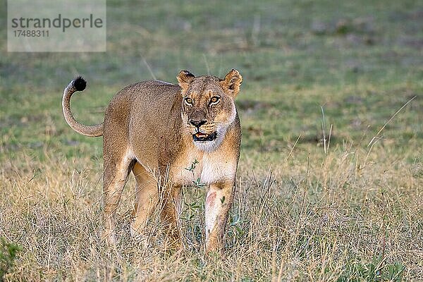 Löwe (Panthera leo)  Löwin  Moremi Game Reserve West  Okavango Delta  Botswana  Afrika