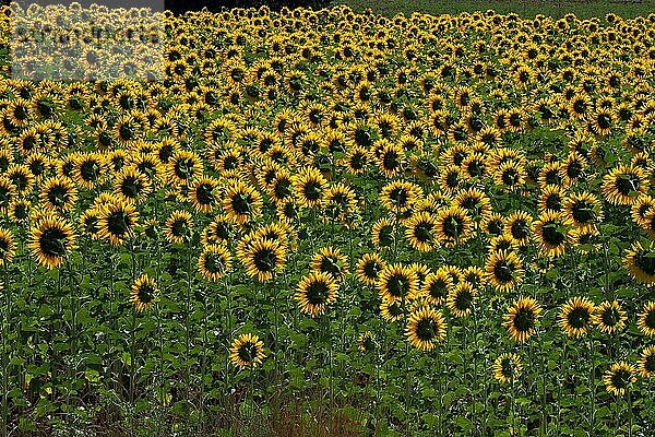 Feld mit Sonnenblumen  der Sonne abgewandte Köpfe der Sonnenblume  Sonnenblumen  (Helianthus)  Korbblütler (Asteraceae)  Asternartige photosyntheseaktiv  Sonnenblumenkerne  Sonnenblumenöl  ungesättigte Fettsäuren  Kastilien-La Mancha  Spanien  Europa