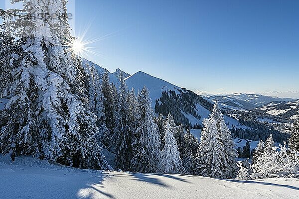 Verschneite Winterlandschaft am Gurnigelpass  Naturpark Gantrisch  Kanton Bern  Schweiz  Europa