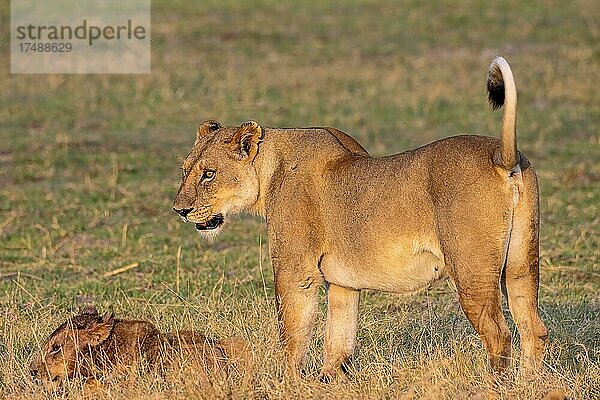 Löwe (Panthera leo)  Löwin und Junges  Moremi Game Reserve West  Okavango Delta  Botswana  Afrika