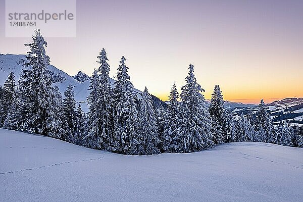 Verschneite Winterlandschaft am Gurnigelpass  Abendstimmung  Naturpark Gantrisch  Kanton Bern  Schweiz  Europa