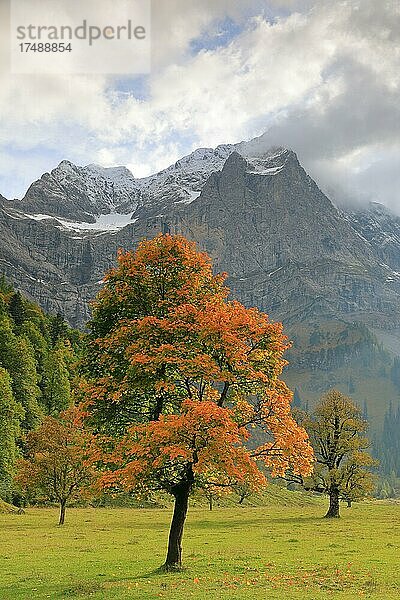 Ahorn (Acer) in Herbstfärbung (Hippocastanoideae)  Bergmassiv  Großer Ahornboden  Karwendel  Österreich  Europa