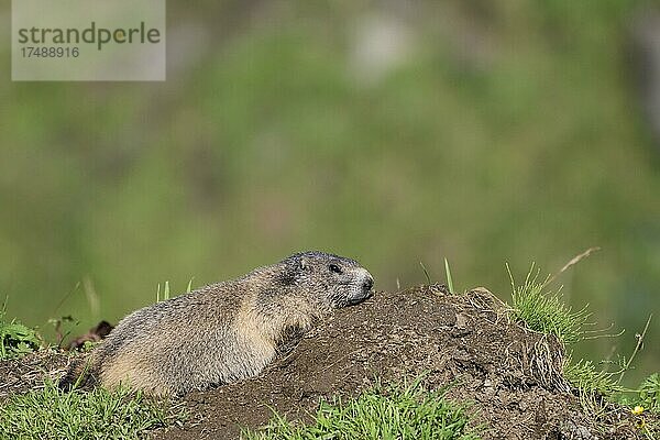 Murmeltier (Marmota marmota)  Alttier sonnt sich am Bau  Krumltal  Seitental vom Hüttwinkltal  Raurisertal  Pinzgau  Salzburger Land  Österreich  Europa
