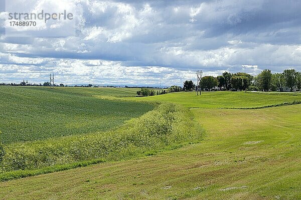 Feld  Ackerlandschaft  Provinz Quebec  Kanada  Nordamerika