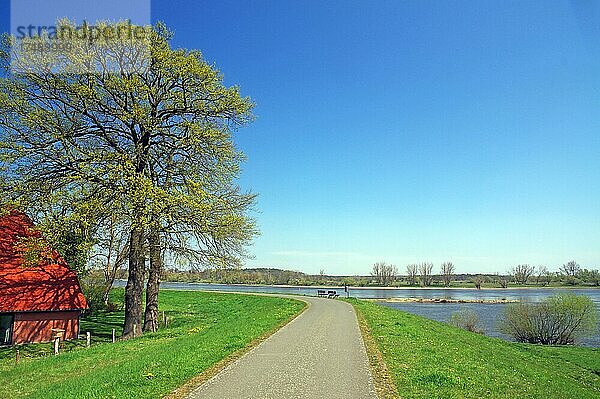 Menschenleerer Radweg auf dem Deich  die Elbe  frühlingshafte Landschaft  Hitzacker  Wendland  Damnatz  Niedersachsen  Deutschland  Europa