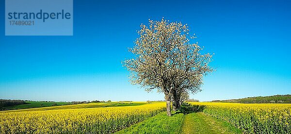 Panorama  Feldweg durch Rapsfelder  gesäumt von blühenden Kirschbäumen im Frühling  Burgenlandkreis  Sachsen-Anhalt  Deutschland  Europa