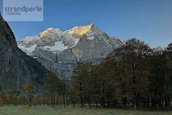 Ahornwald (Acer) in Herbstfärbung (Hippocastanoideae)  vor Bergmassiv  Großer Ahornboden  Karwendel  Österreich  Europa