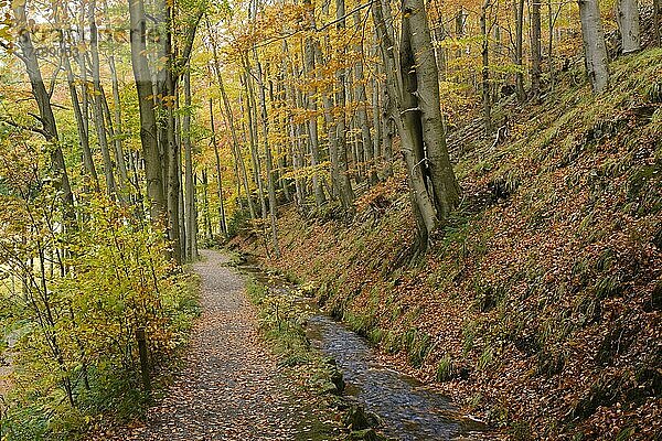 Waldweg durch das Radautal im Herbst  Nationalpark Harz  Harz  Niedersachsen  Deutschland  Europa