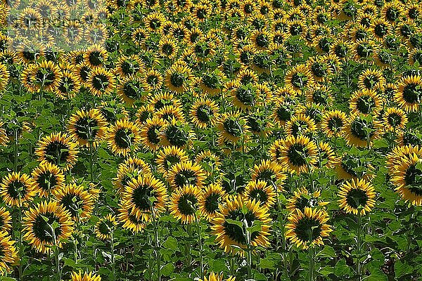 Feld mit Sonnenblumen  der Sonne abgewandte Köpfe der Sonnenblume  Sonnenblumen  (Helianthus)  Korbblütler (Asteraceae)  Asternartige photosyntheseaktiv  Sonnenblumenkerne  Sonnenblumenöl  ungesättigte Fettsäuren  Spanien  Europa