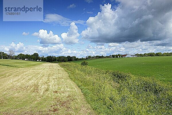 Feld  Ackerlandschaft  Provinz Quebec  Kanada  Nordamerika