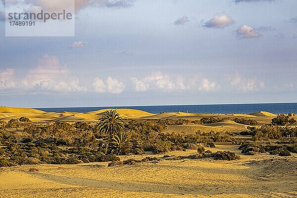 Maspalomas Sanddünen  Gran Canaria  Kanarische Inseln  Spanien  Europa