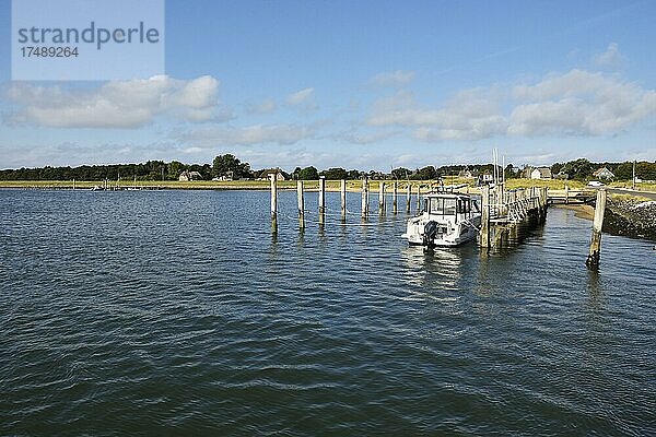 Ufer am Hafen Steenodde  Amrum  Nordfriesische Insel  Nordfriesland  Schleswig-Holstein  Deutschland  Europa