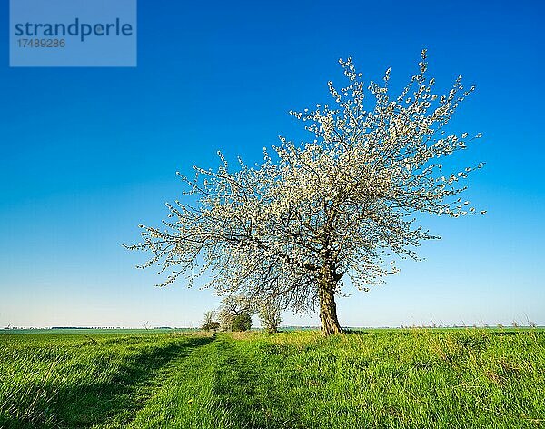 Alter blühender Kirschbaum inmitten grüner Felder im Frühling  Burgenlandkreis  Sachsen-Anhalt  Deutschland  Europa