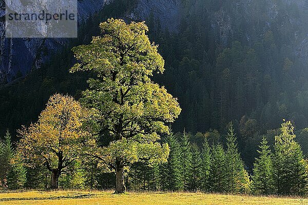 Ahornbäume (Acer) vor in Herbstfärbung (Hippocastanoideae)  vor Bergmassiv  Großer Ahornboden  Karwendel  Österreich  Europa