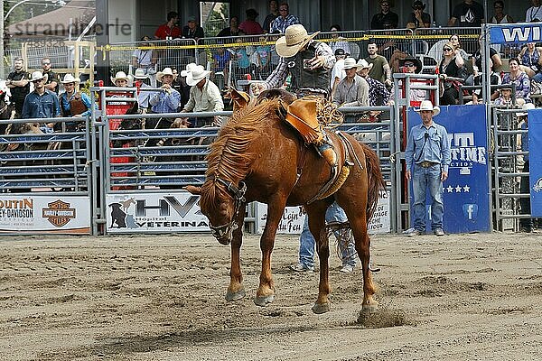 Rodeo-Wettbewerb  Rodeo-Reiter  Valleyfield Rodeo  Valleyfield  Provinz Quebec  Kanada  Nordamerika