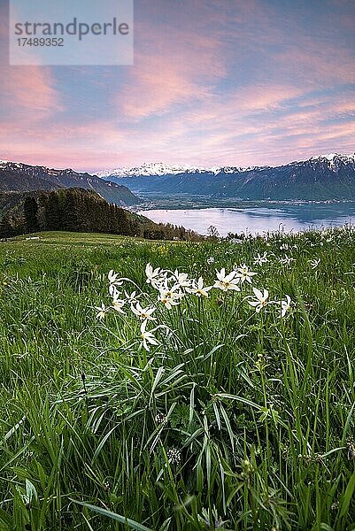 Weiße Narzissen (Narcissus poeticus) auf einer Wiese  Abendstimmung  Genfersee  Montreux  Kanton Waadt  Schweiz  Europa