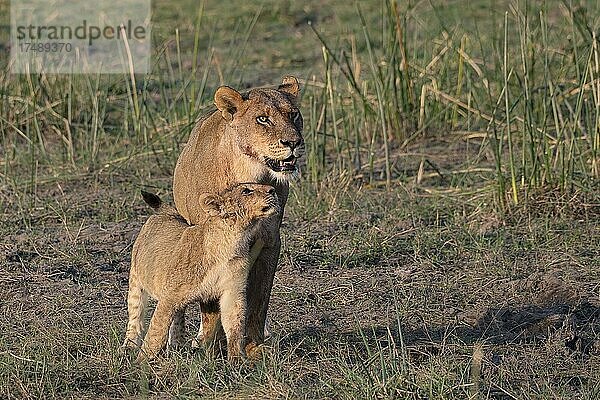 Löwe (Panthera leo)  Löwin mit Jungtier  Moremi Game Reserve West  Okavango Delta  Botswana  Afrika