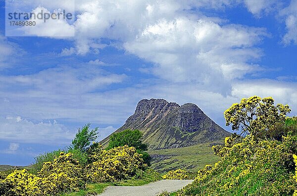 Schmale Straße wird von Ginsterpflanzen in intensiven Farben eingerahmt  Berge  Highlands  Ullapool  Schottland  Großbritannien  Europa