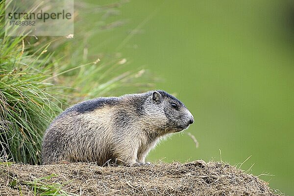 Murmeltier (Marmota marmota)  junges Tier  am Bau  Nationalpark Hohe Tauern  Kärnten  Österreich  Europa