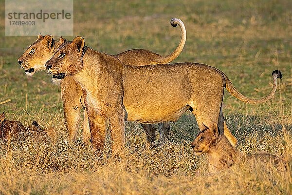 Löwe (Panthera leo)  zwei Löwinnen und Junges  Moremi Game Reserve West  Okavango Delta  Botswana  Afrika