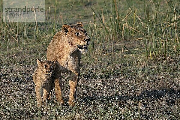 Löwe (Panthera leo)  Löwin mit Jungtier  Moremi Game Reserve West  Okavango Delta  Botswana  Afrika