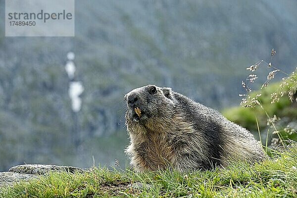 Murmeltier (Marmota marmota)  vor Bergkulisse  Nationalpark Hohe Tauern  Kärnten  Österreich  Europa