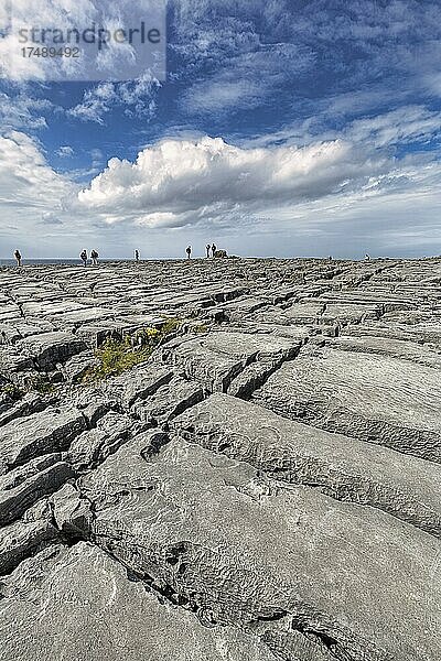 Besucher auf bizarr geformten Kalksteinplatten an der Küste  Kalksteinküste bei Murrooghtoohy  The Burren  Galway Bay  County Clare  Irland  Europa