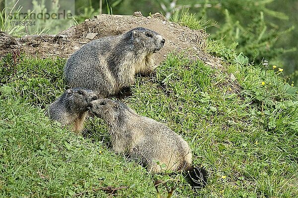 Murmeltier (Marmota marmota)  Gruppe am Bau  Krumltal  Seitental vom Hüttwinkltal  Raurisertal  Pinzgau  Salzburger Land  Österreich  Europa