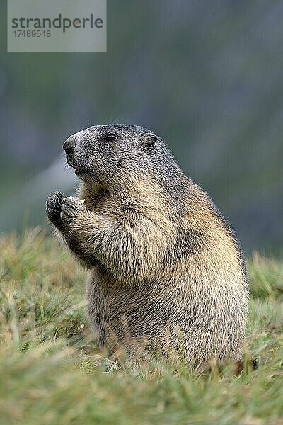 Murmeltier (Marmota marmota)  auf Nahrungssuche  fressend  Nationalpark Hohe Tauern  Kärnten  Österreich  Europa