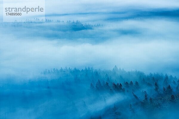 Ausblick auf Wald mit Morgennebel in der Dämmerung  Nationalpark Sächsische Schweiz  Elbsandsteingebirge  Sachsen  Deutschland  Europa