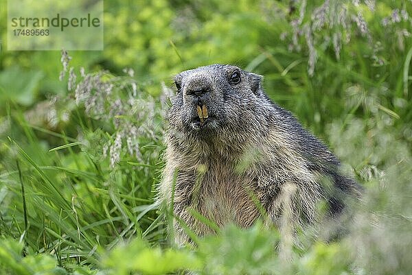 Murmeltier (Marmota marmota)  schaut aus dem Bau  Nationalpark Hohe Tauern  Kärnten  Österreich  Europa