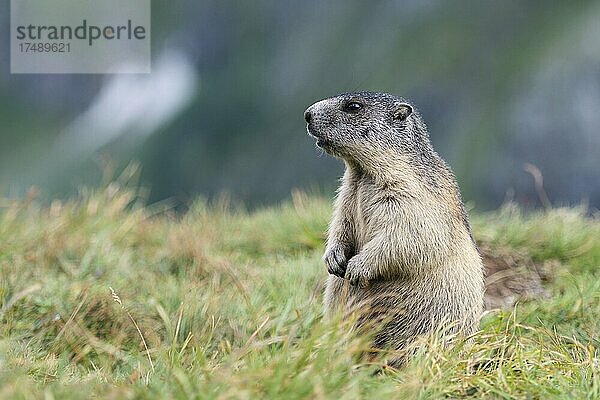 Murmeltier (Marmota marmota)  jung  aufrecht  aufmerksam  Nationalpark Hohe Tauern  Kärnten  Österreich  Europa