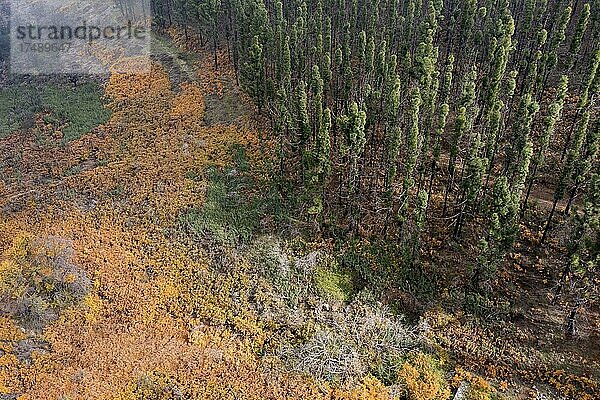 Verbrannte Bäume und bunt verfärbter Waldboden  Luftaufnahme  Gran Canaria  Kanarische Inseln  Spanien  Europa