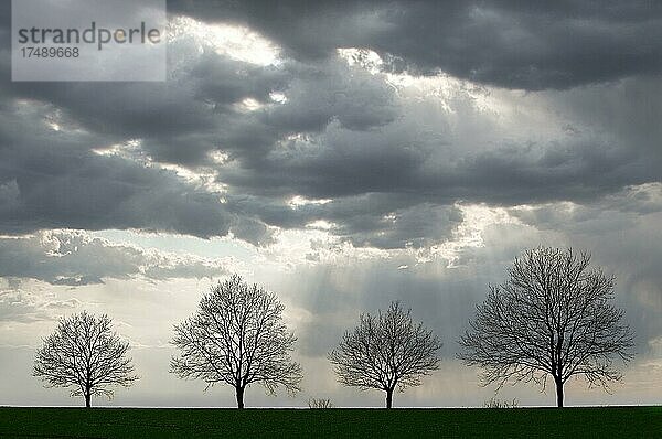 Vier Bäume ohne Laub  Regenwolken  Schleswig-Holstein  Deutschland  Europa