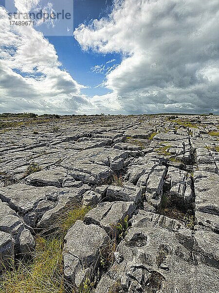 Bizarr geformte Kalksteinplatten am Hang  Karstlandschaft  Burren Nationalpark  County Clare  Irland  Europa
