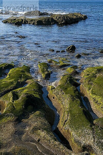 Mit Algen bewachsene Steine bei Niedrigwasserstand  Detailaufnahme  Playa del Confital  Gran Canaria  Kanarische Inseln  Spanien  Europa
