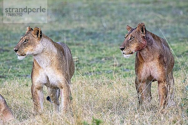 Löwe (Panthera leo)  zwei Löwinnen  Moremi Game Reserve West  Okavango Delta  Botswana  Afrika